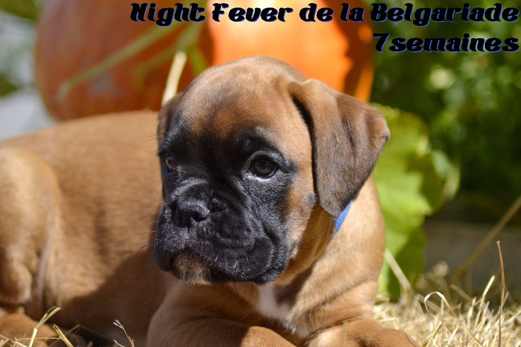 Night fever De La Belgariade