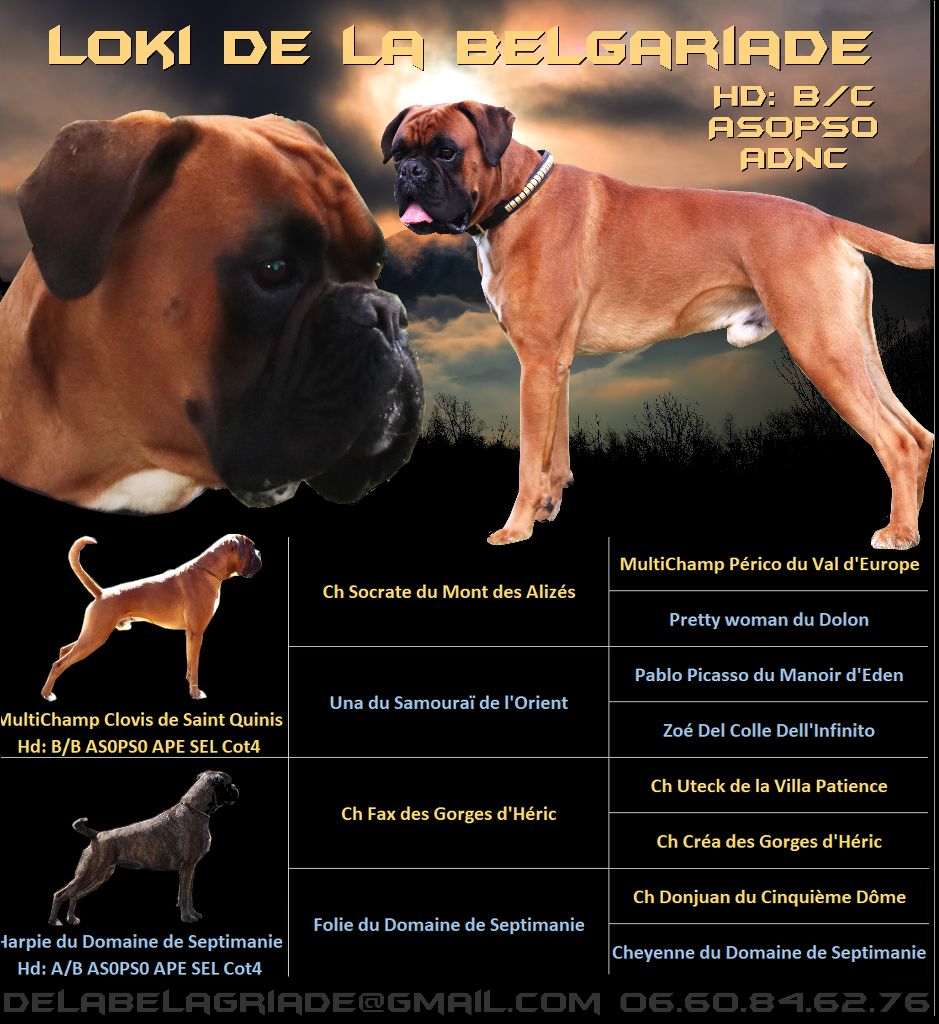 Loki De La Belgariade